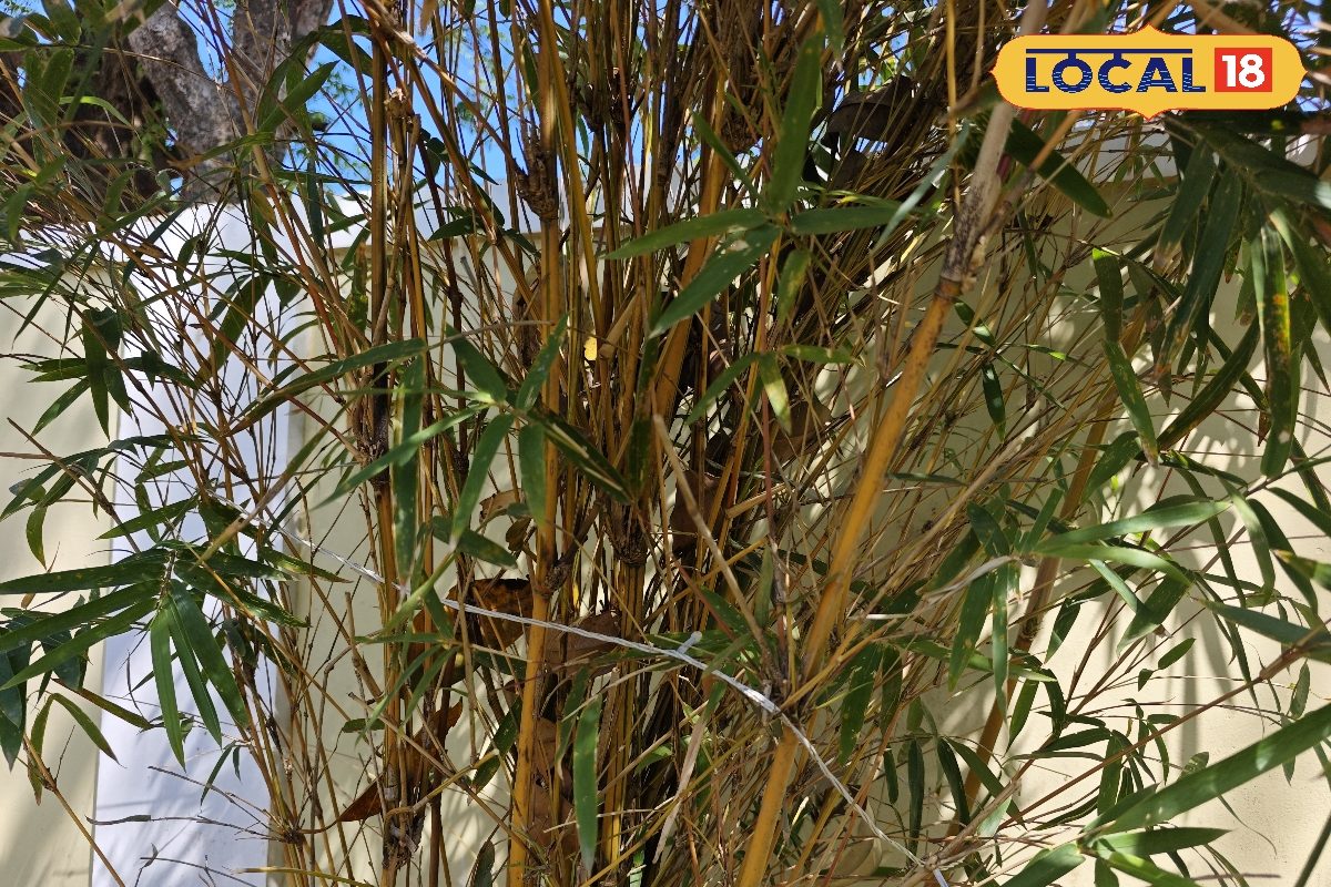 अंबिकापुर में छाया ‘सुनहरा जादू’ , पतले तने और गोल्डन ग्रोथ से बना सेंटर ऑफ अट्रैक्शन