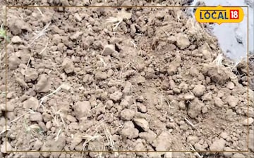 खाली पड़े खेतों में करले ये फसल