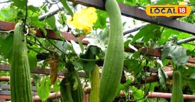 तरोई की खेती