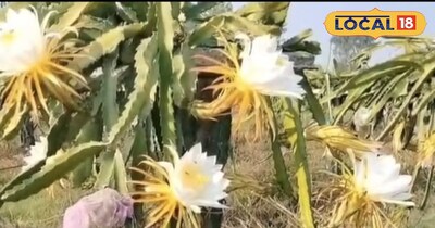 यशपाल की ड्रैगन फ्रूट क्रांति: पारंपरिक खेती छोड़ सालाना करोड़ों का टर्नओवर.