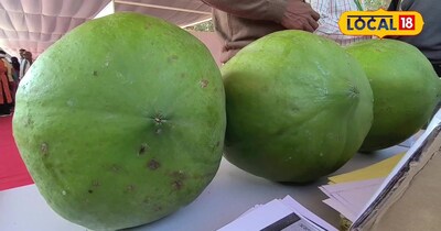 Super Papaya: 3kg, 4x Nutrition, 90 Fruits Per Tree - A Game Changer for Farmers!