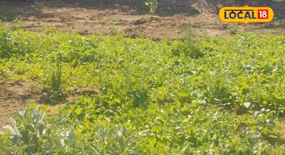 DIY Organic Manure: Transform Waste into Plant Life-Giver, Ditch Pesticides & Urea