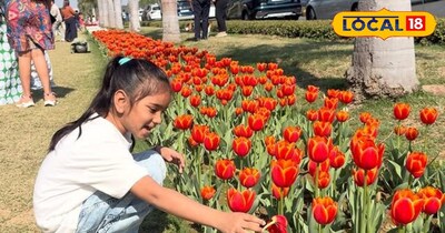 Tulip Festival 