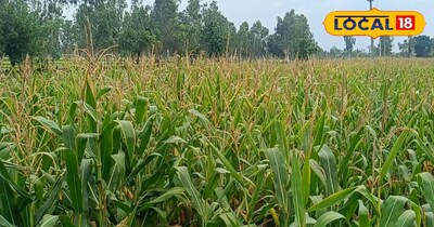 मक्का की खेती 