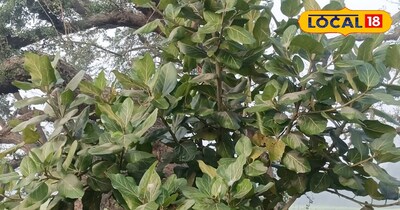 बरगद का पेड़ बना 'आयुर्वेद डॉक्टर', दांत दर्द, जोड़ों की सूजन में देता है राहत.