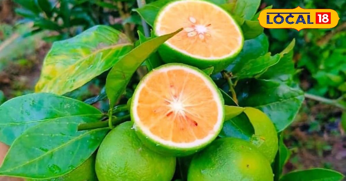 रात में पीकर सो जाइए इस फल का रस, सुबह कफ बाहर, जकड़न दूर, सीना हल्का, खुलकर लें सांस