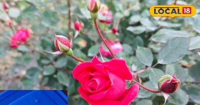 गुलाब का फूल 