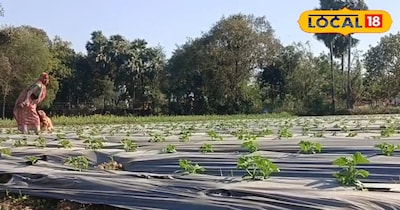 सब्जियों में सबसे पहले तैयार होती है यह फसल