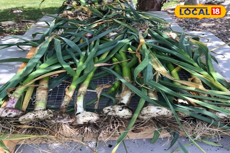 आप लहसुन को एक उभरी हुई जाली या स्क्रीन पर एक परत में फैलाकर भी रख सकते हैं. इससे लहसुन के नीचे से भी हवा पास होती रहती है, जिससे कलियों में सड़न पैदा नहीं होती. यह तरीका उन किसानों के लिए अच्छा है जिनके पास बड़ी मात्रा में लहसुन है और वे उसे लटकाने की स्थिति में नहीं हैं.