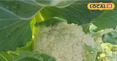 फूल गोभी की खेती से 3 महीने में बनें मालामाल, लखीमपुर खीरी के किसान कमा रहे लाखों.