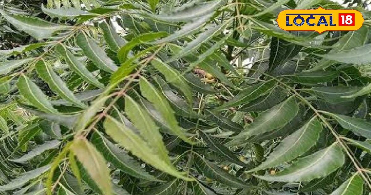 नीम के पत्तों का कर रहे हैं सेवन, तो हो जाएं सावधान, लिवर-किडनी के लिए हो सकता है खतरनाक