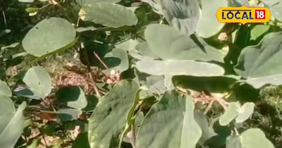 Vindhya's 'Miraculous' Kachnar: Relief for Lumps, Cough, Toothache & More