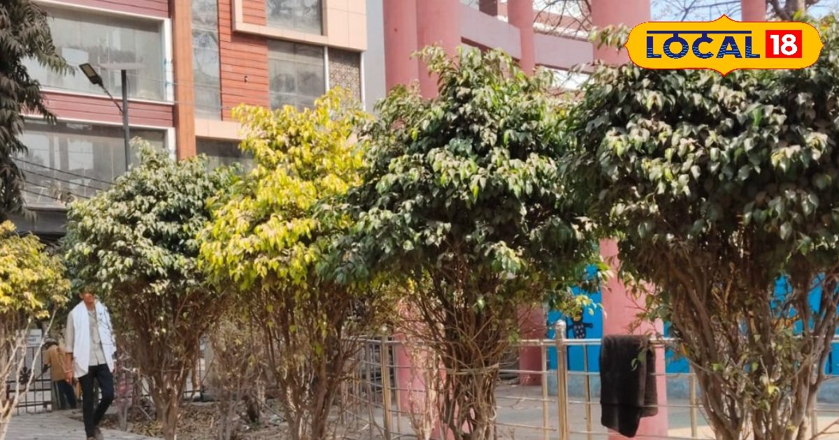 350 बीघा में 3 लाख पौधे…पीएम मोदी के गोद लिए गांव से बनेगा वर्ल्ड रिकॉर्ड, करोड़ों कमाएगा नगर निगम, जानें प्लान