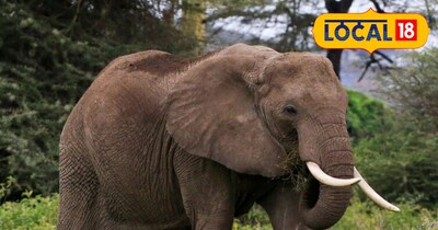 प्रतीकात्मक तस्वीर 