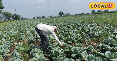 पत्ता गोभी