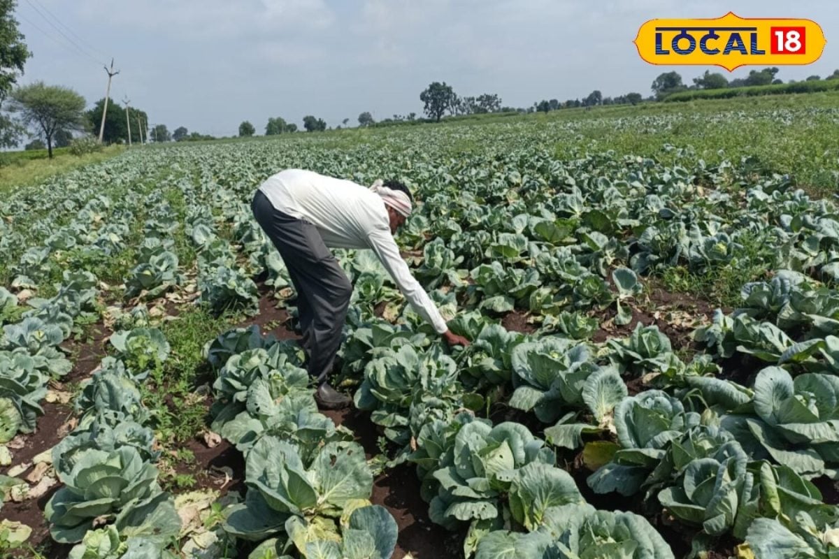 बिहार का ये किसान खेत में उपजाया 3-3 किलो का गोभी एक ही सीजन में कमा रहे हैं लाखों रुपये जानें ये खास टिप्स