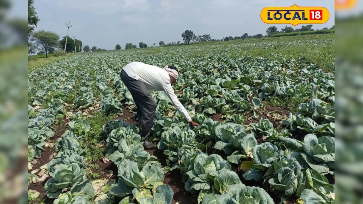 बिहार का ये किसान खेत में उपजाया 3-3 किलो का गोभी, एक ही सीजन में कमा रहे हैं लाखों रुपये, जानें ये खास टिप्स