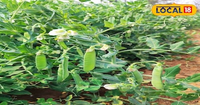 वहीं, मटर की अच्छी उपज के लिए किसान सड़ी हुई गोबर की खाद  यूरिया, फास्फेट और पोटाश का संतुलित मात्रा अंतिम जुताई के समय मिला कर देनी चाहिए. इसके अलावा बुवाई के समय 15 से 60 दिन बाद खड़ी फसल में टॉप ड्रेसिंग प्रयोग करना चाहिए. शीतकालीन फसल होने के कारण मटर में ज्यादा सिंचाई की जरूरत नहीं पड़ती, लेकिन 7 से 10 दिन में एक बार हल्की सिंचाई पर्याप्त होती है.