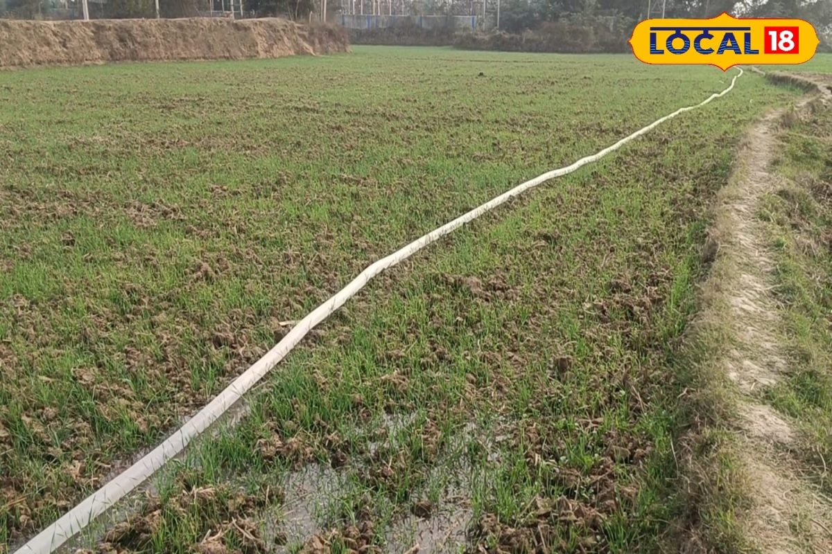 Krishi Tips: किसानों पर मौसम की मार, सूख रहे खेत, गेहूं और आलू की खेती पर संकट