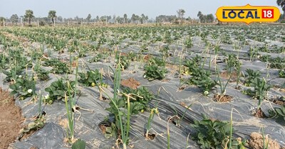 पिछले वर्ष भी इन्होंने इसी तकनीक से प्याज की खेती की थी और बंपर पैदावार हुई थी. तकरीबन आधा कट्ठा जमीन पर 3 क्विंटल प्याज का उत्पादन हुआ था. प्याज का साइज भी ऐसा था कि किसान को खुद पर भरोसा नहीं हो रहा था. एक-एक प्याज का वजन करीब 300 ग्राम था. 