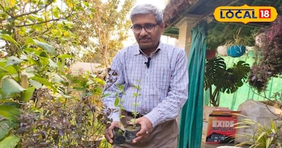 तुलसी के पौधे को हरा कैसे रखें