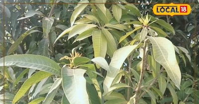 आम की बागवानी के लिए फरवरी का महीना खास,