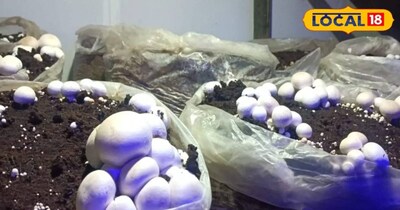 बिहार में मशरूम के लिए 32 लाख तक सब्सिडी