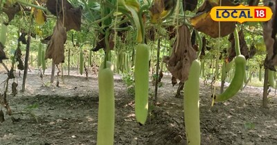 मार्च में बोएं राजेंद्र चमत्कार कद्दू