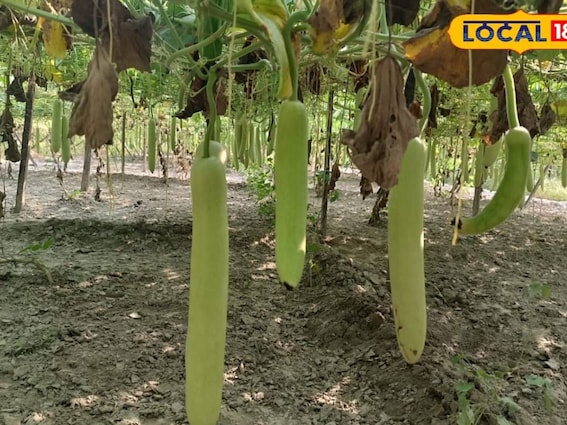 मार्च में बोएं राजेंद्र चमत्कार कद्दू, 30 टन प्रति हेक्टेयर तक उत्पादन का दावा मार्च में बोएं राजेंद्र चमत्कार कद्दू, 30 टन प्रति हेक्टेयर तक उत्पादन का दावा