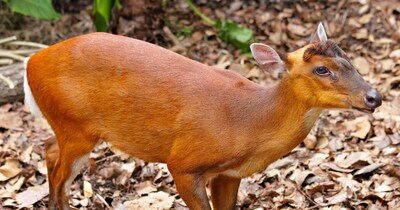 खतरे में कुत्ते की तरह क्यों भौंकता है ये अनोखा जानवर(फोटो:Canva) 