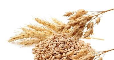 दवाइयां फेल! जौ का यह नुस्खा हड्डियों को बनाएगा लोहे जैसा मजबूत, गठिया का दर्द और बैड कोलेस्ट्रॉल भी होगा कम.