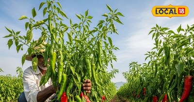 मिर्च की खेती से मुनाफा 