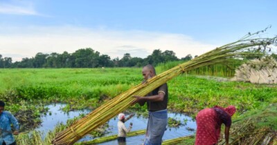 जूट उत्पादकों के लिए खुशखबरी, 2026-27 सीजन में MSP बढ़ाकर 5,925 रुपये. (Image: IANS)