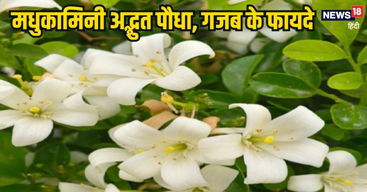 Benefits of Madhukamini: मधुकामिनी पौधे के अद्भुत सेहत लाभ