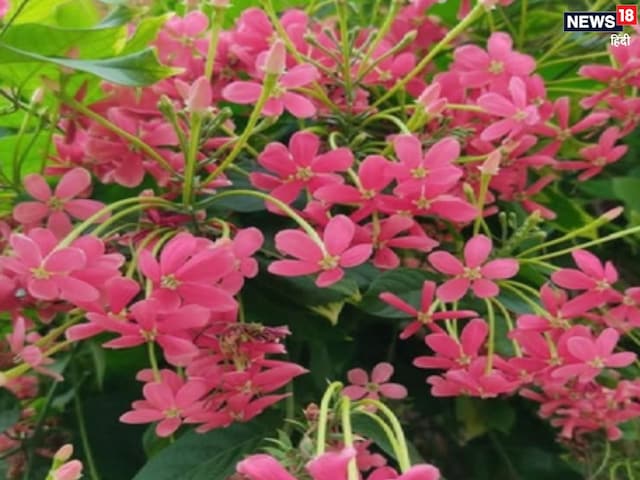 মধুমালতির উপকারিতা: মধুমালতী গাছ স্বাস্থ্যের জন্য খুবই উপকারী, জেনে নিন এর উপকারিতা।