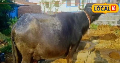 गर्मी में कैसे बढ़ाएं गाय-भैंस का दूध?