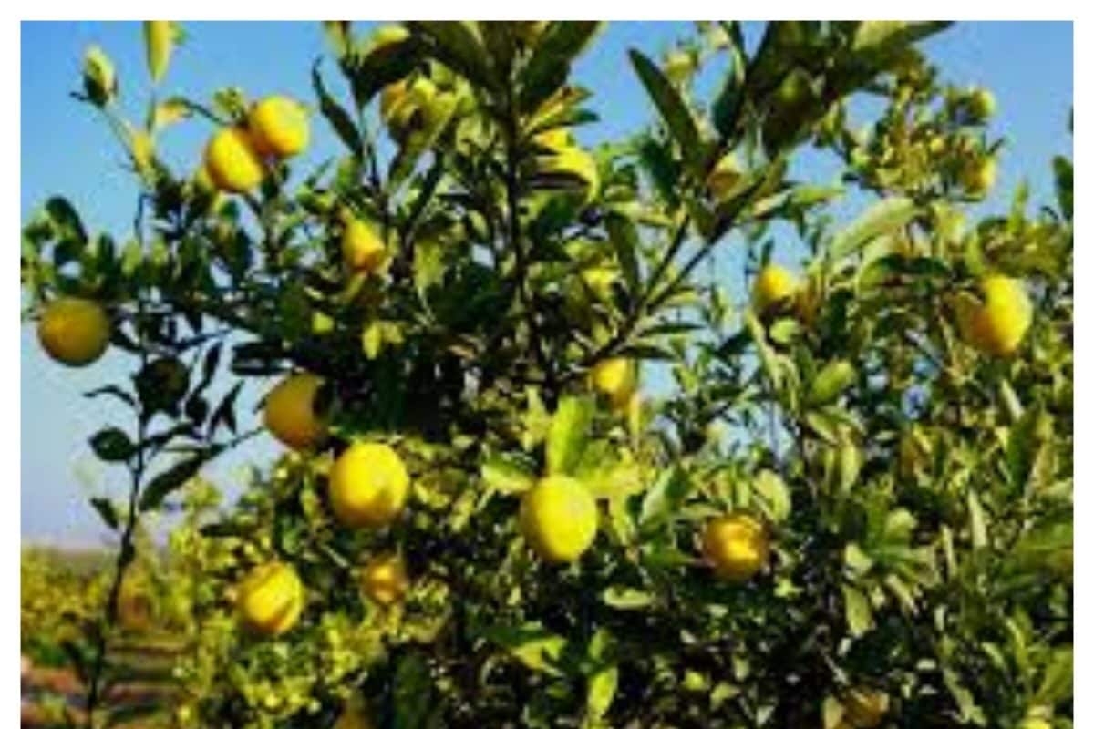 गया के किसान ने 'जीरो बजट' में किया कमाल, मात्र 20 डिसमिल में नींबू की बागवानी, सालाना 3 लाख कमाई