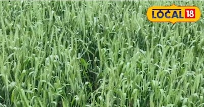 गेहूं पर मंडराया खतरा: कंडुवा से पीला रस्ट तक, कृषि अधिकारी की चेतावनी और बचाव के तरीके