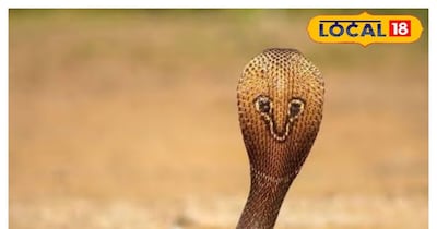 कोबरा सांप की फाइल फोटो