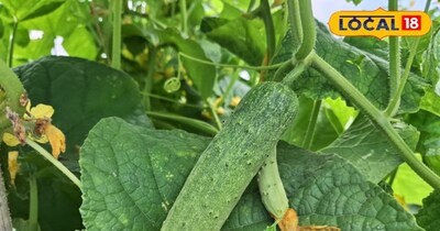 खीरे की खेती से बंपर मुनाफा: बाराबंकी के किसान ने डेढ़ बीघे में कमाए 80 हजार रुपये.