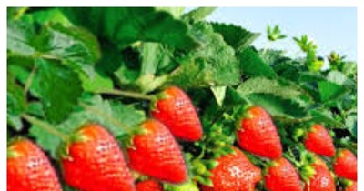 स्ट्रॉबेरी की खेती(फाइल फोटो)