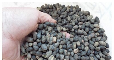 भेड़ की खाद की फोटो