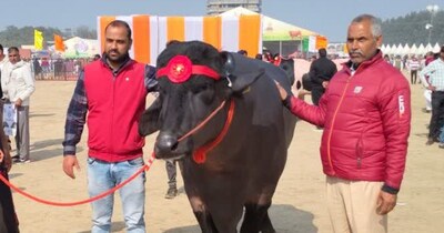 मुर्रा नस्ल भैंसा रामू