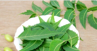 नीम के पत्ते में मौजूद औषधीय गुण. 