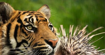 पीलीभीत टाइगर रिजर्व में सेही की बढ़ी संख्या. 