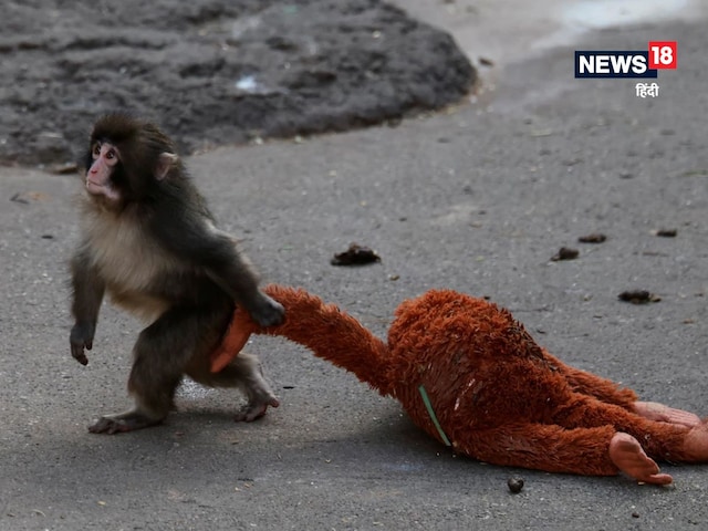 The little monkey made the whole world cry! Why did Cute Punch's mother adopt him?