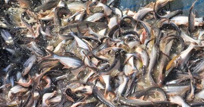 Fish Farming Boom: Barabanki Farmer Earns 5 Lakh Annually from Two Ponds