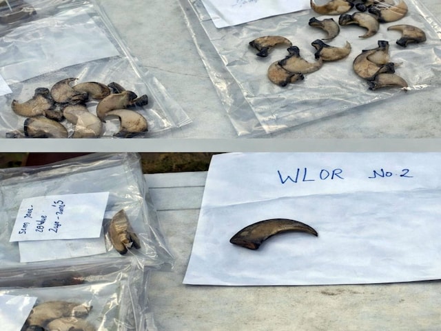 वन विभाग का एक्शन:आभूषण दुकानों पर छापेमारी, तेंदुए के 85 नाखून-5 दांत बरामद