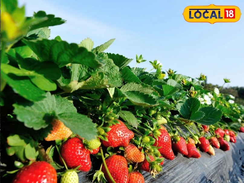 এছাড়া স্ট্রবেরিতে ফাইবারের পরিমাণ খুবই ভালো, যা পরিপাকতন্ত্রকে সুস্থ রাখে এবং কোষ্ঠকাঠিন্যের মতো সমস্যা দূর করে। এটি সেবন করলে পেট অনেকক্ষণ ভরা থাকে, যা আপনাকে অপ্রয়োজনীয় খাবার খাওয়া থেকে বিরত রাখে। যারা ওজন কমাতে চান তাদের জন্য এই কম ক্যালরির ফলটি একটি দুর্দান্ত খাদ্য পরিকল্পনা হতে পারে। এছাড়া স্ট্রবেরিতে ফাইবারের পরিমাণ খুবই ভালো, যা পরিপাকতন্ত্রকে সুস্থ রাখে এবং কোষ্ঠকাঠিন্যের মতো সমস্যা দূর করে। এটি সেবন করলে পেট অনেকক্ষণ ভরা থাকে, যা আপনাকে অপ্রয়োজনীয় খাবার খাওয়া থেকে বিরত রাখে। যারা ওজন কমাতে চান তাদের জন্য এই কম ক্যালরির ফলটি একটি দুর্দান্ত খাদ্য পরিকল্পনা হতে পারে।