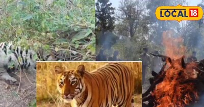 10 लाख के रेडियो कॉलर वाले बाघ की मौत, नौरादेही टाइगर रिजर्व में हड़कंप, प्रबंधन पर सवाल.